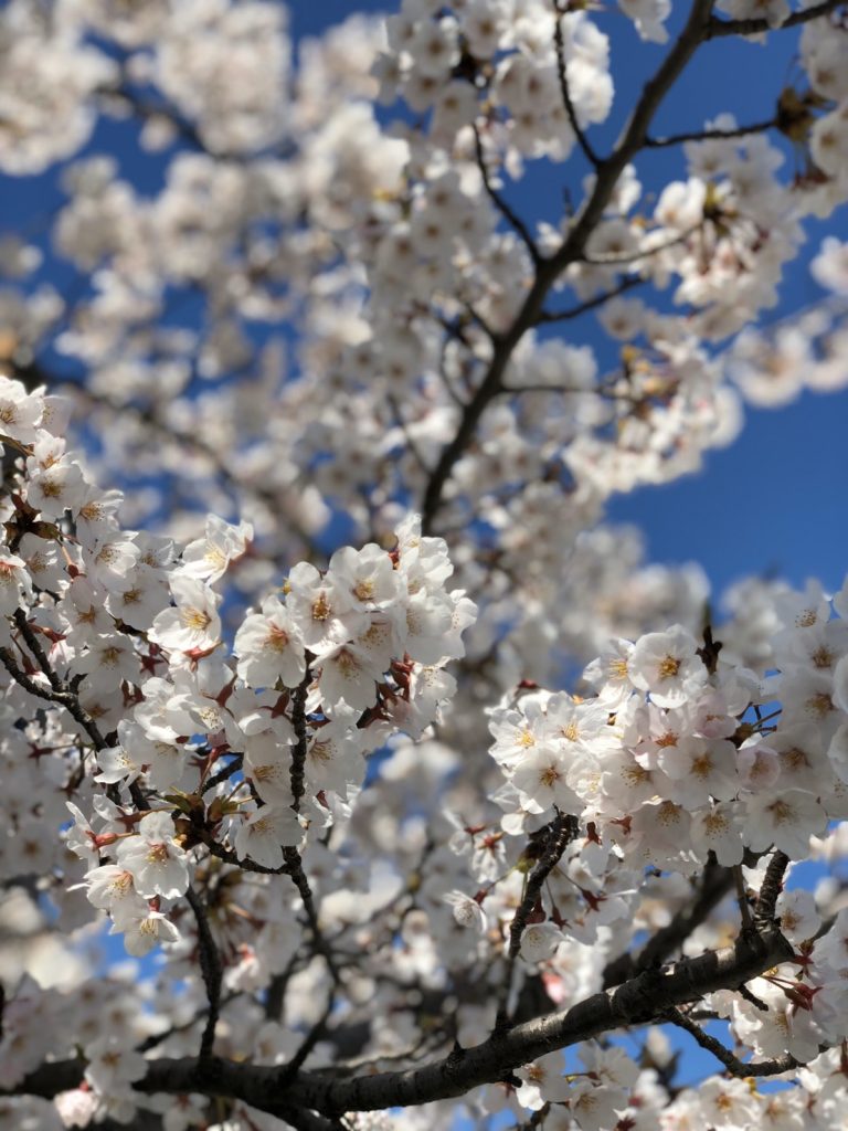 桜　新潟市　花見　サンウッドビーピー