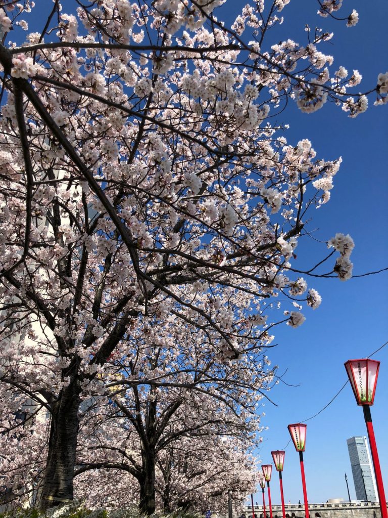 新潟市　桜　花見
