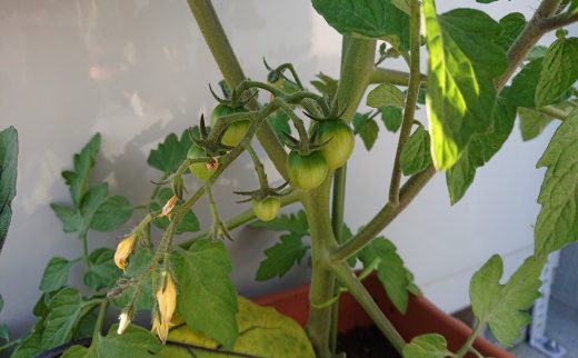 トマト　新潟市　栽培　お庭